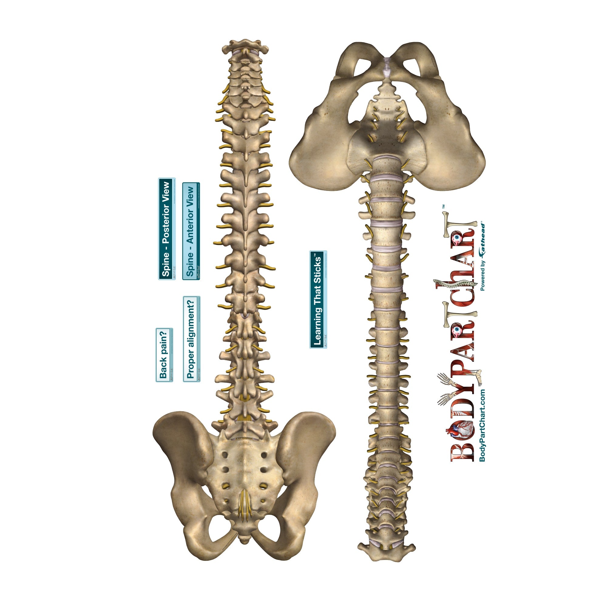 vertebral column posterior view