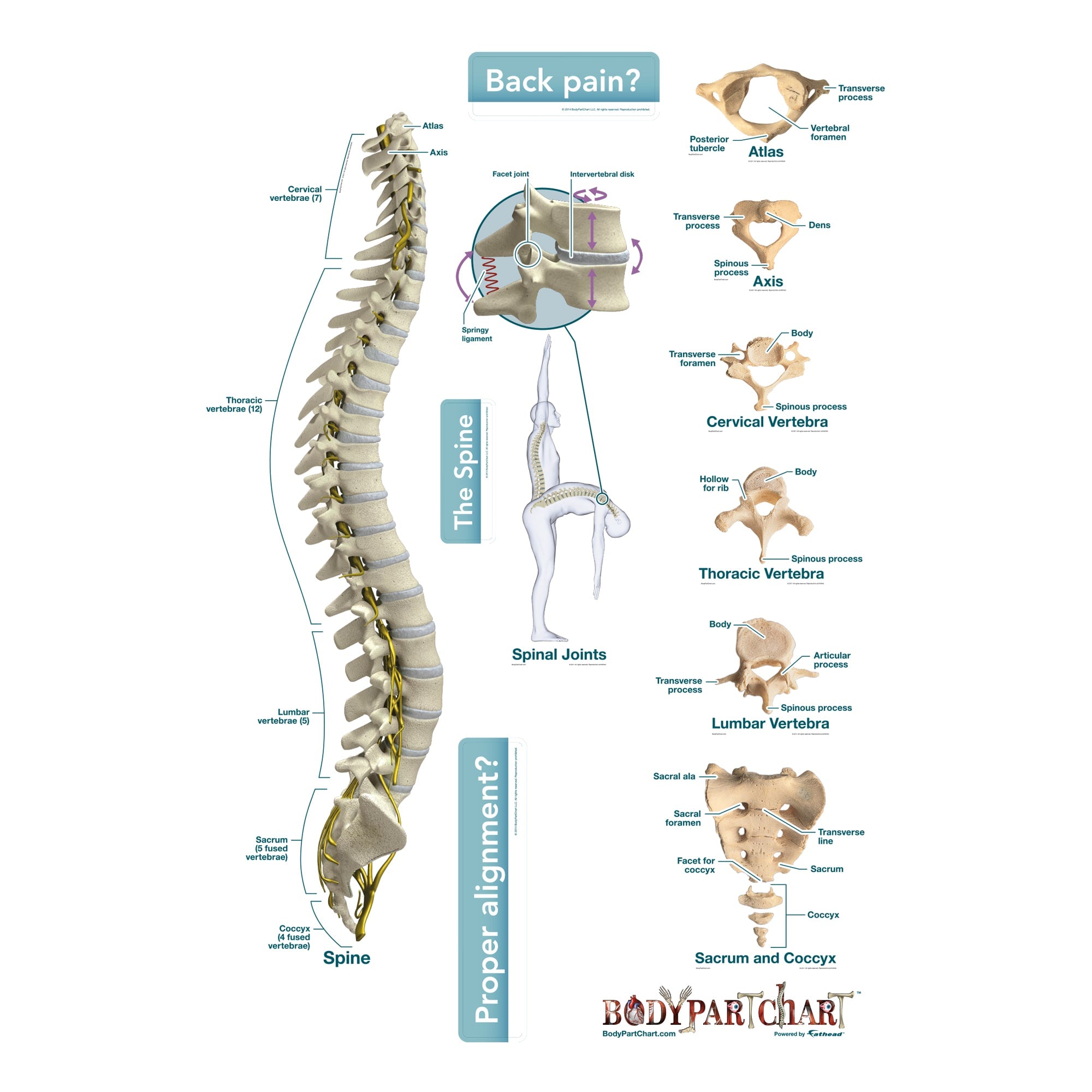 Body Part Chart: Spine - Removable Adhesive Decal – Fathead Body Part Chart: Spine - Removable Adhesive Decal – Fathead