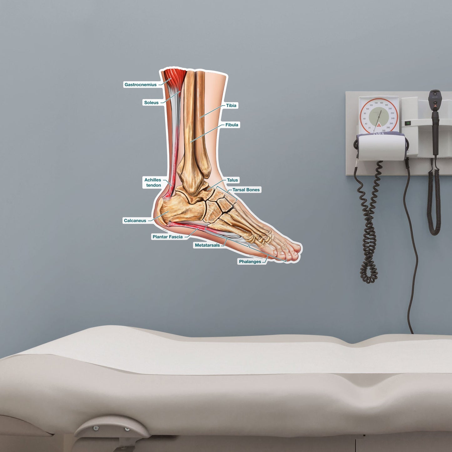 Body Part Chart:  Cross-Section of the Foot (Labeled)        -   Removable     Adhesive Decal