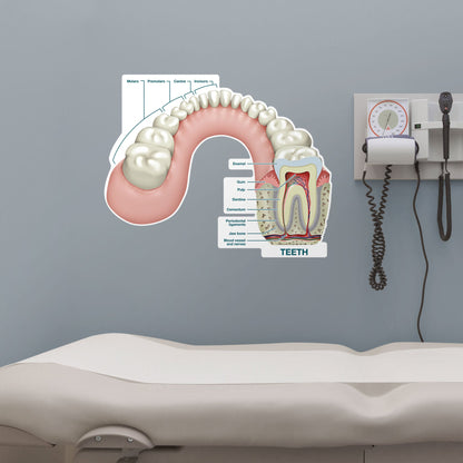 Body Part Chart: Tooth Cross-Section (Labeled)        -   Removable     Adhesive Decal