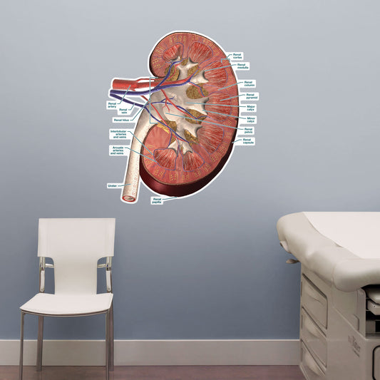 Body Part Chart: Kidney Cross-Section (Labeled)        -   Removable     Adhesive Decal