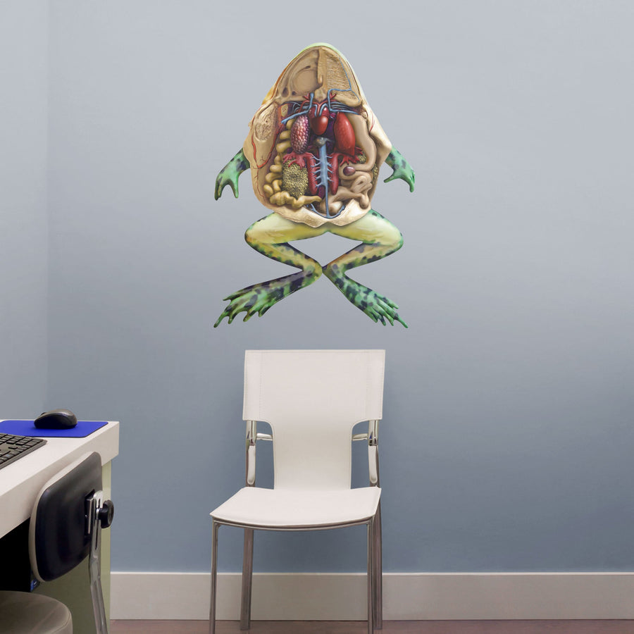 Body Part Chart: Frog Anatomy        -   Removable     Adhesive Decal