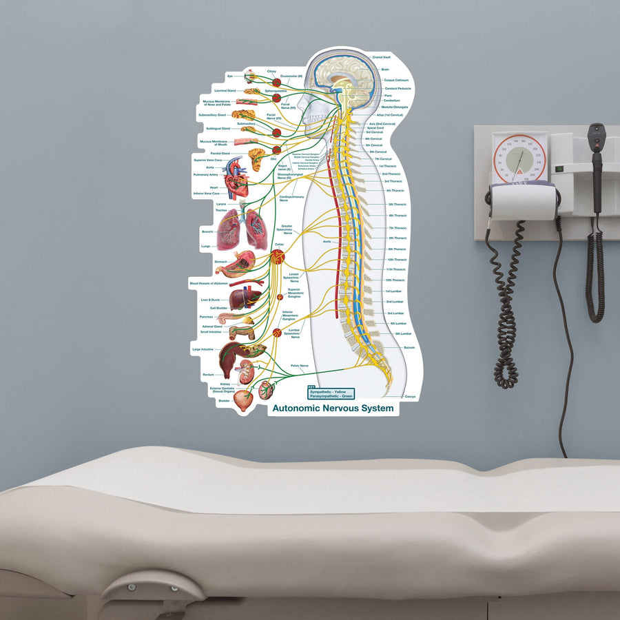 Body Part Chart:  Autonomic Nervous System Lateral        -   Removable     Adhesive Decal