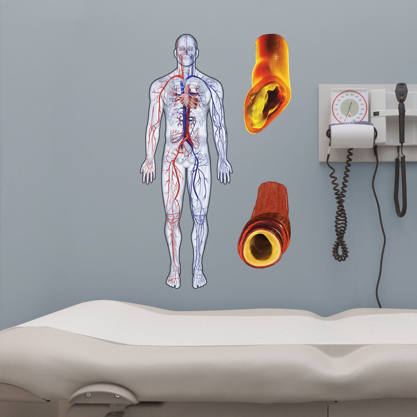 Body Part Chart:  Cardiovascular System        -   Removable     Adhesive Decal