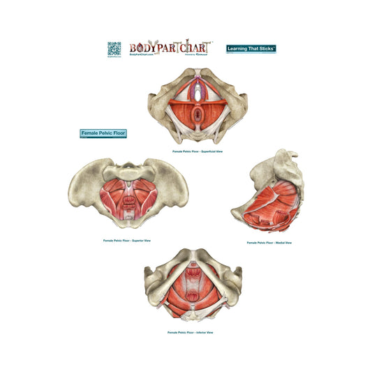 Body Part Chart:  Female Pelvic Floor        -   Removable     Adhesive Decal