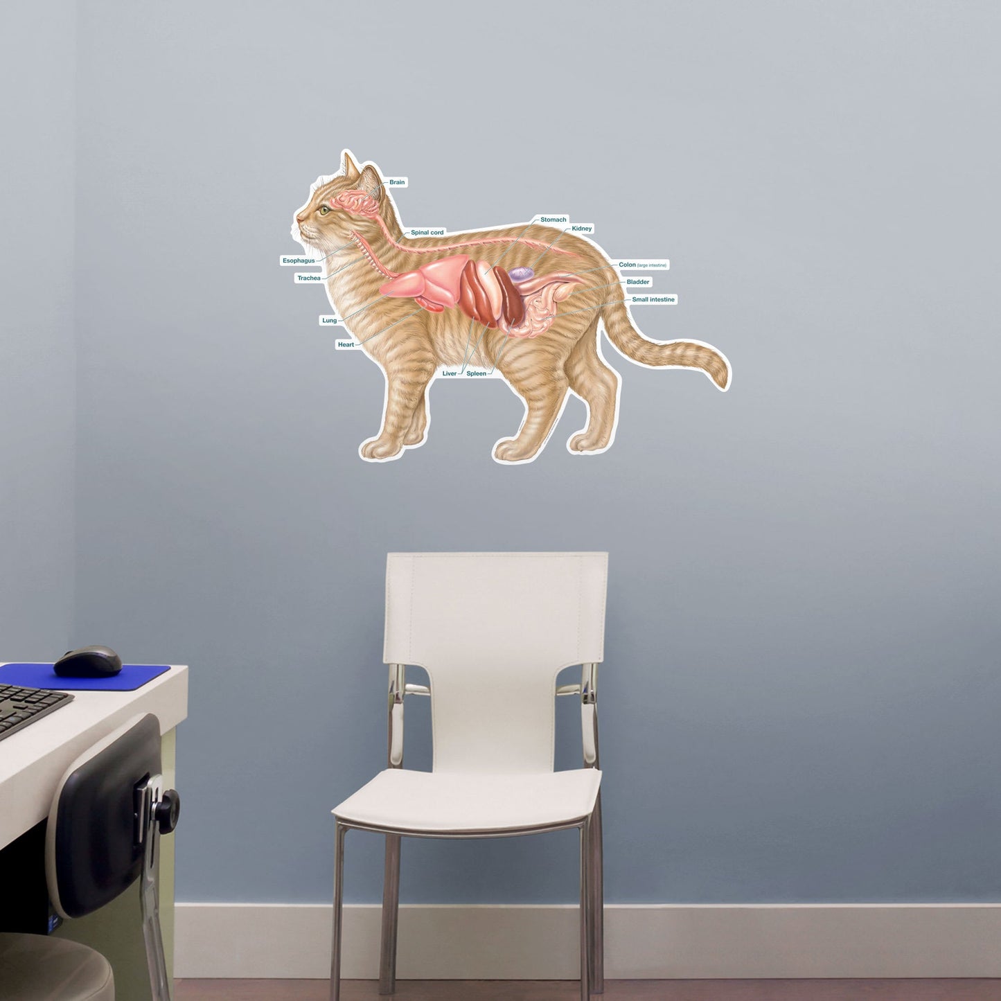 Body Part Chart: Cat Anatomy System        -   Removable     Adhesive Decal