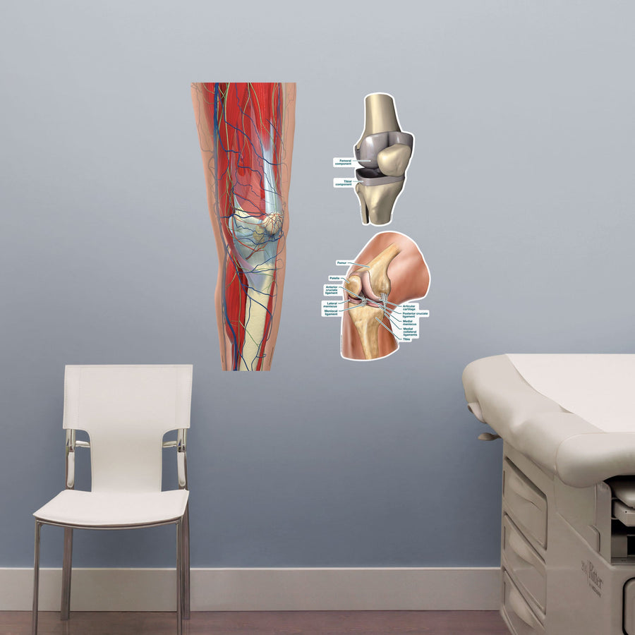 Body Part Chart:  Knee        -   Removable     Adhesive Decal