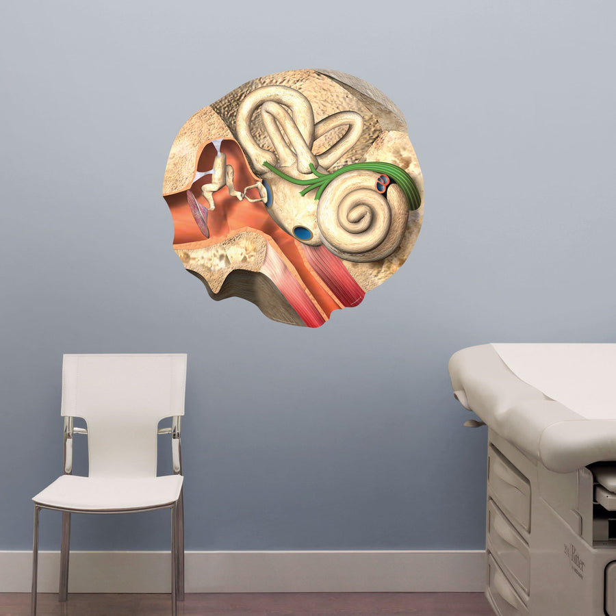 Body Part Chart:  Inner Ear        -   Removable     Adhesive Decal