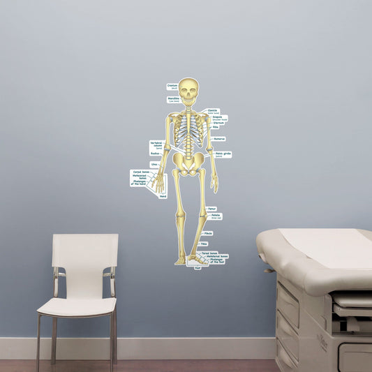 Body Part Chart:  Simplified Skeletal System        -   Removable     Adhesive Decal