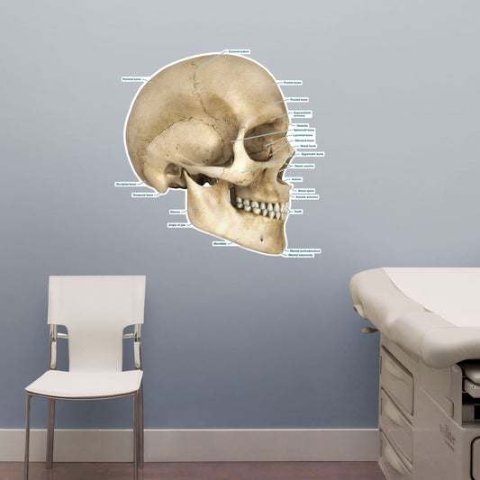 Body Part Chart:  Skull        -   Removable     Adhesive Decal
