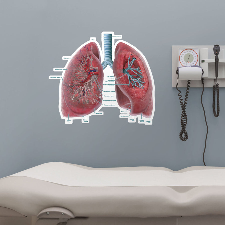 Body Part Chart: Lungs Cross-Section (Labeled)        -   Removable     Adhesive Decal