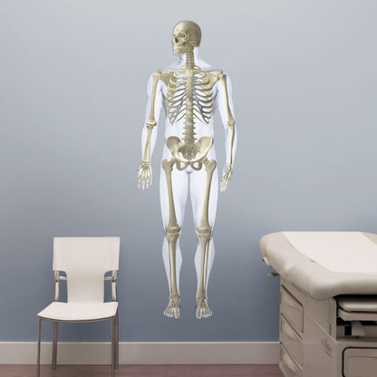 Body Part Chart: Skeletal Systems Front        -   Removable     Adhesive Decal