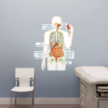 Body Part Chart:  Simplified Digestive System        -   Removable     Adhesive Decal