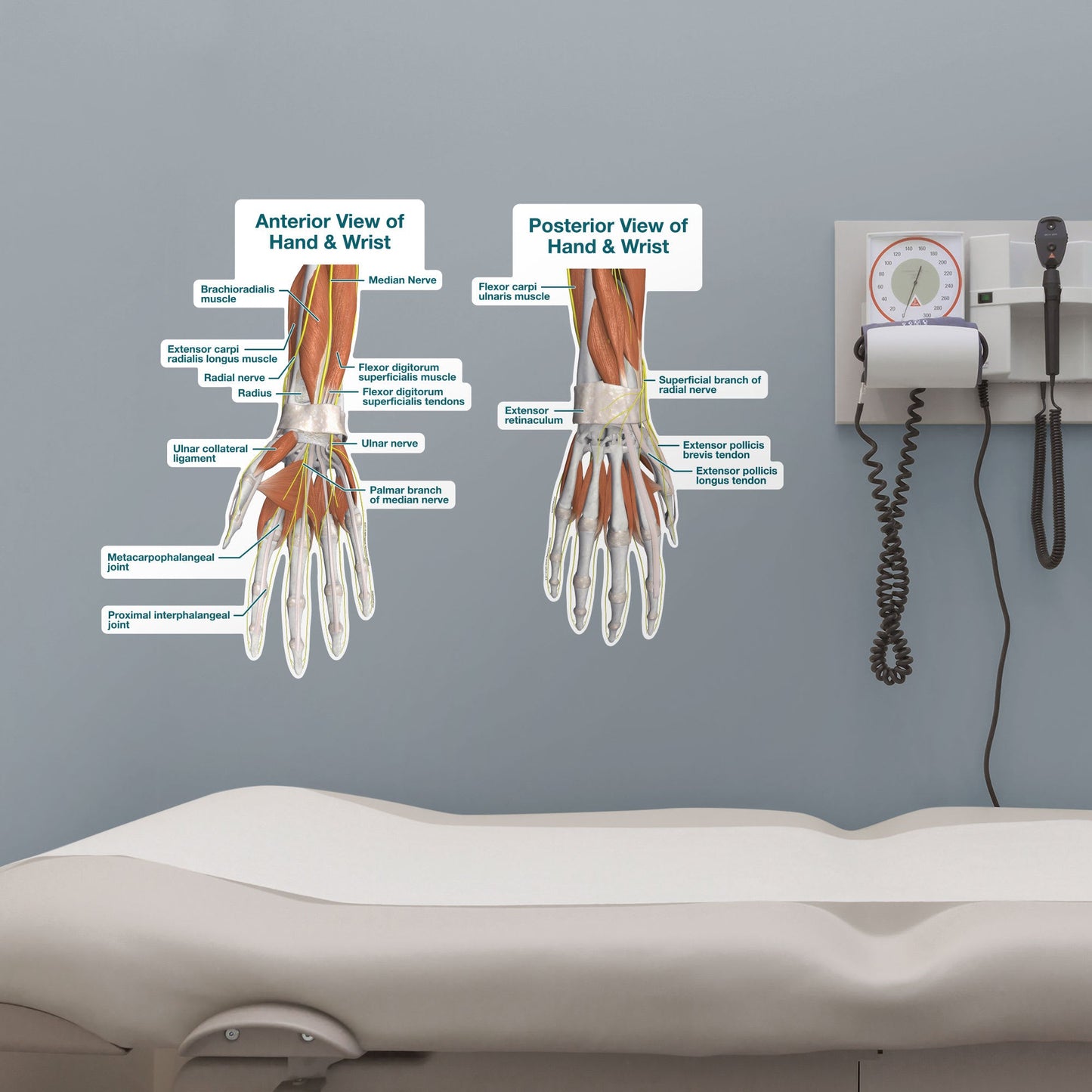 Body Part Chart:  Hand and Wrist        -   Removable     Adhesive Decal