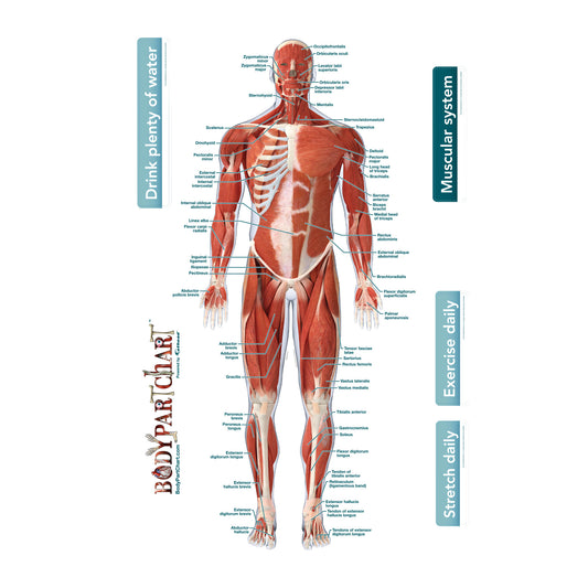 Body Charts – tagged group-body-part-chart – Fathead