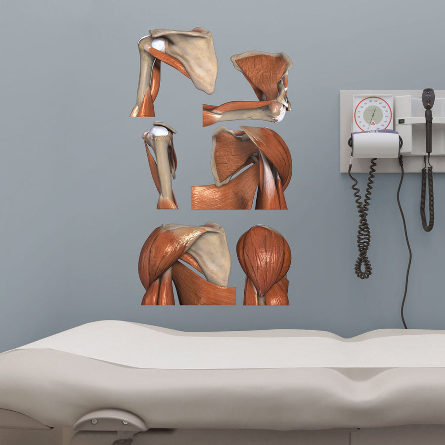 Body Part Chart:  Shoulder Series        -   Removable     Adhesive Decal