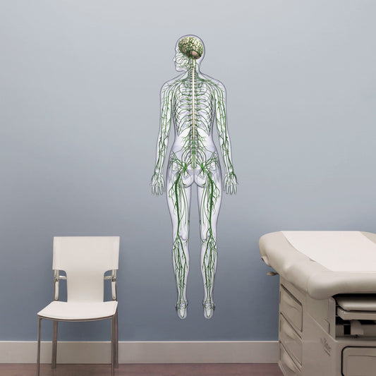 Body Part Chart:  Nervous System        -   Removable     Adhesive Decal