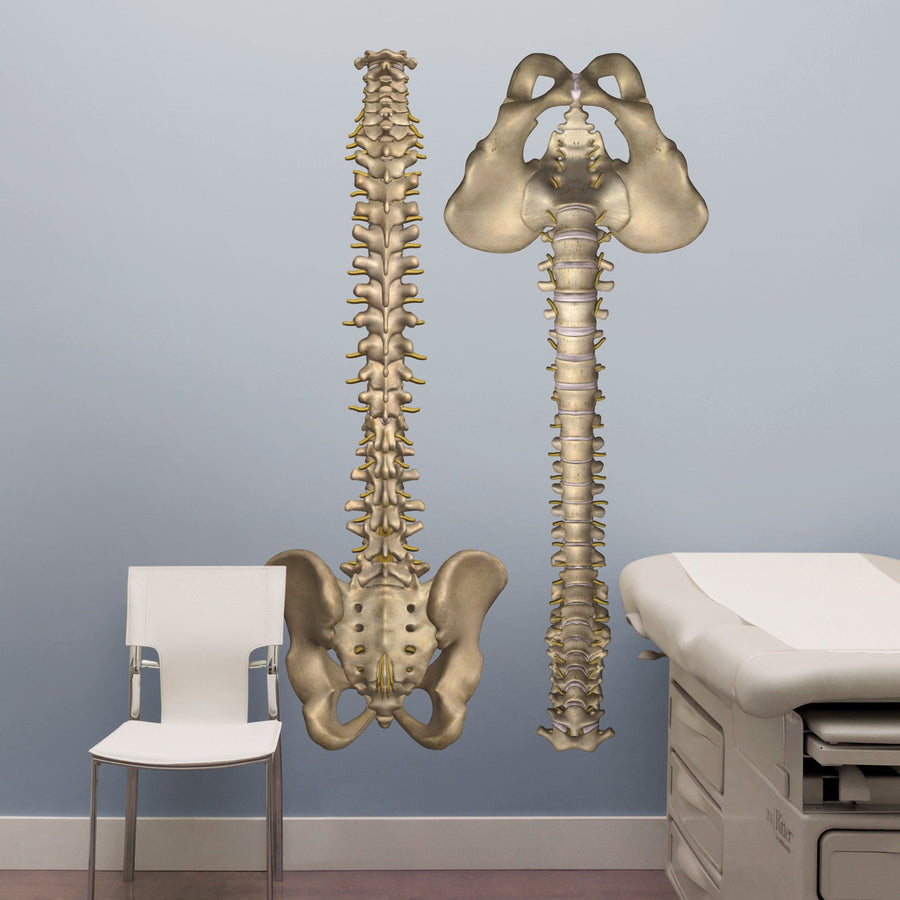 Body Part Chart: Spine Anterior and Posterior Views        -   Removable     Adhesive Decal