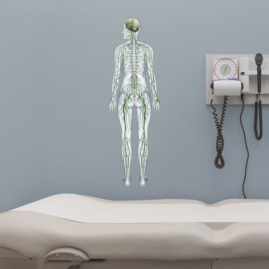 Body Part Chart: Nervous System Rear View        -   Removable     Adhesive Decal