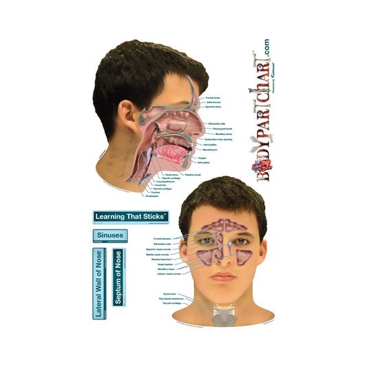 Body Part Chart:  Sinuses        -   Removable     Adhesive Decal