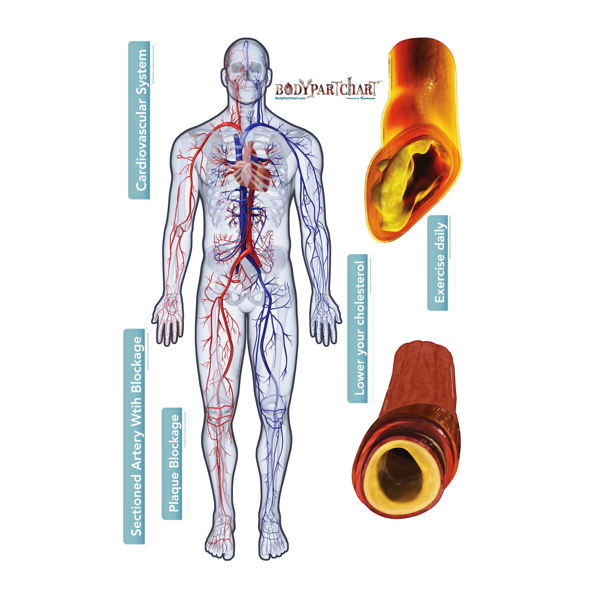 body-part-chart-cardiovascular-system-removable-adhesive-decal-fathead