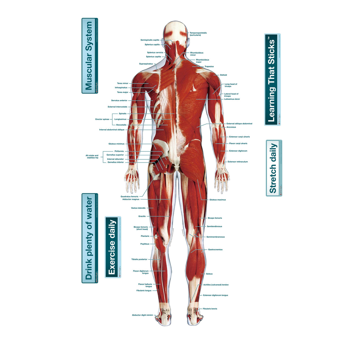 Muscles Backround Science Human Body Parts Muscle