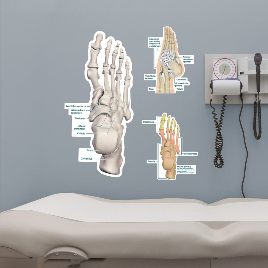 Body Part Chart:  Ankle and Foot        -   Removable     Adhesive Decal