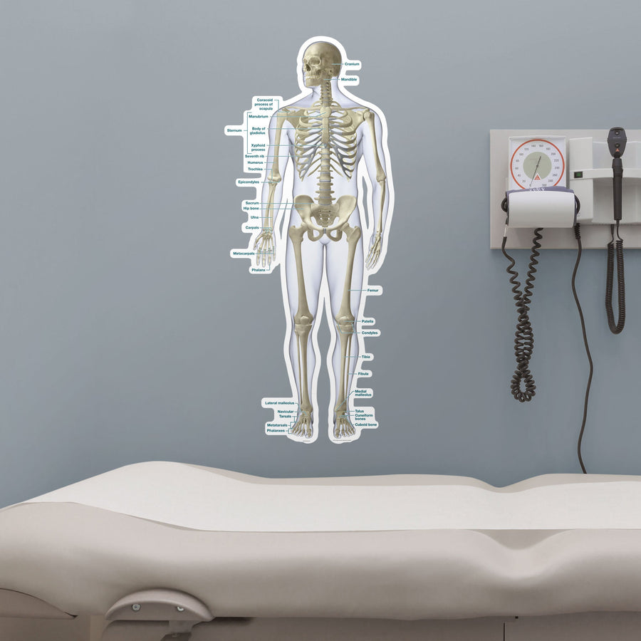 Body Part Chart: Skeletal System Front View        -   Removable     Adhesive Decal