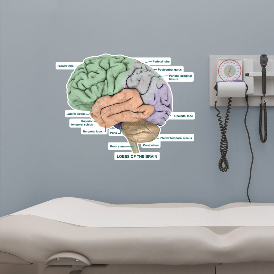 Body Part Chart:  Brain Lobes        -   Removable     Adhesive Decal