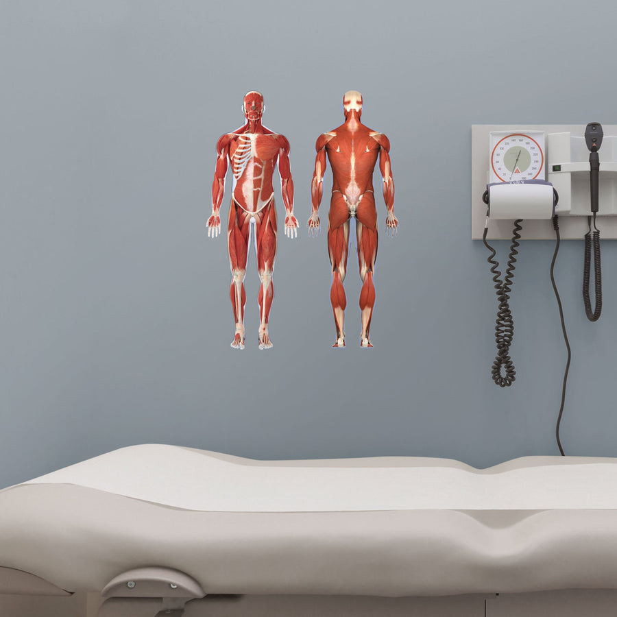 Body Part Chart:  Muscular System        -   Removable     Adhesive Decal