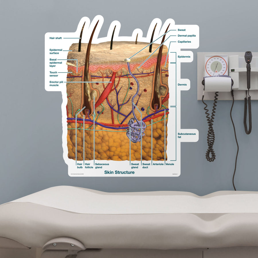 Body Part Chart:  Skin Cross-Section (Labeled)        -   Removable     Adhesive Decal