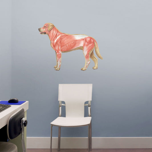 Body Part Chart: Dog Muscular System        -   Removable     Adhesive Decal