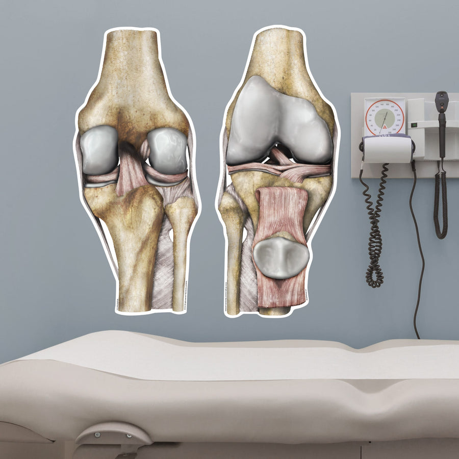 Body Part Chart:  Knee Opposing Views        -   Removable     Adhesive Decal