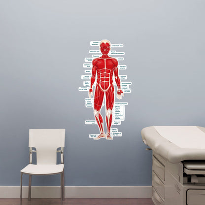 Body Part Chart:  Simplified Muscular System        -   Removable     Adhesive Decal