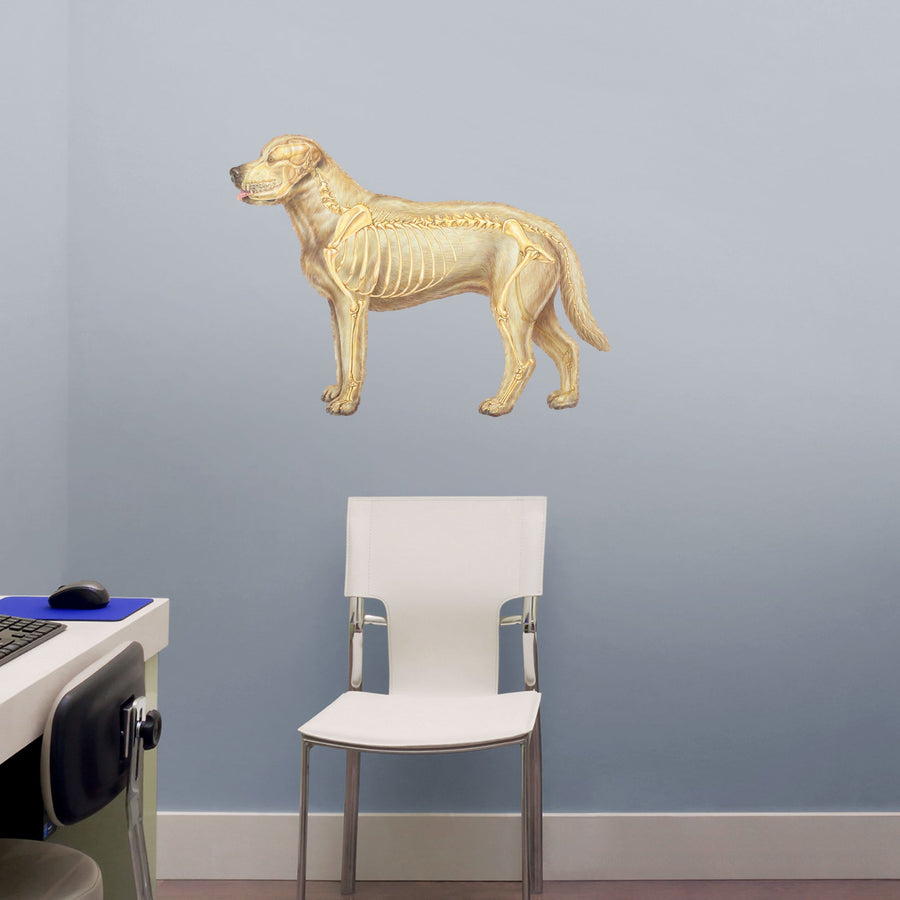 Body Part Chart: Skeletal System Dog Skeletal System        -   Removable     Adhesive Decal