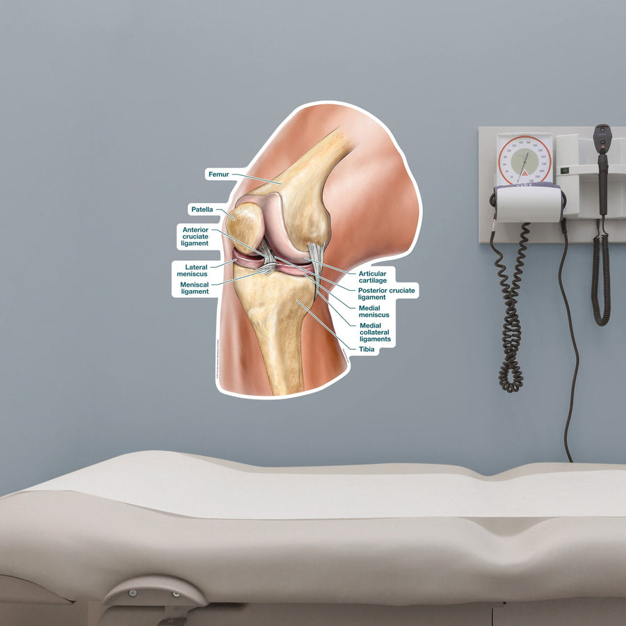Body Part Chart:  Knee Ligaments        -   Removable     Adhesive Decal