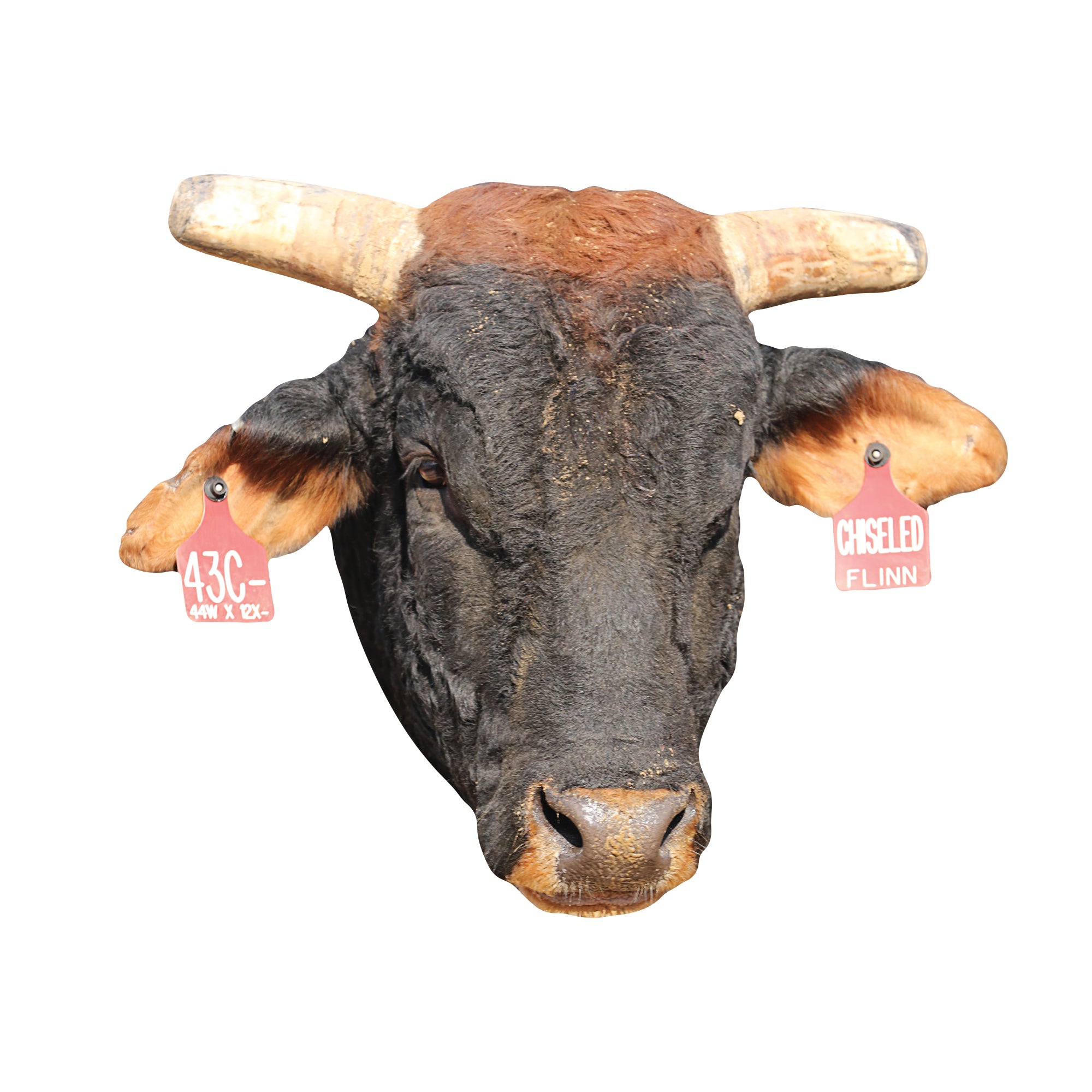 PBR: Chiseled Foam Core Cutout - Officially Licensed Pro Bull Riding B ...