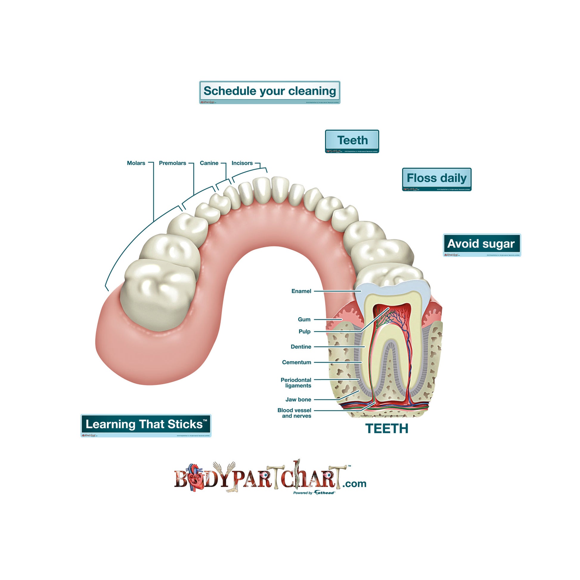 Human Teeth Diagram Labeled