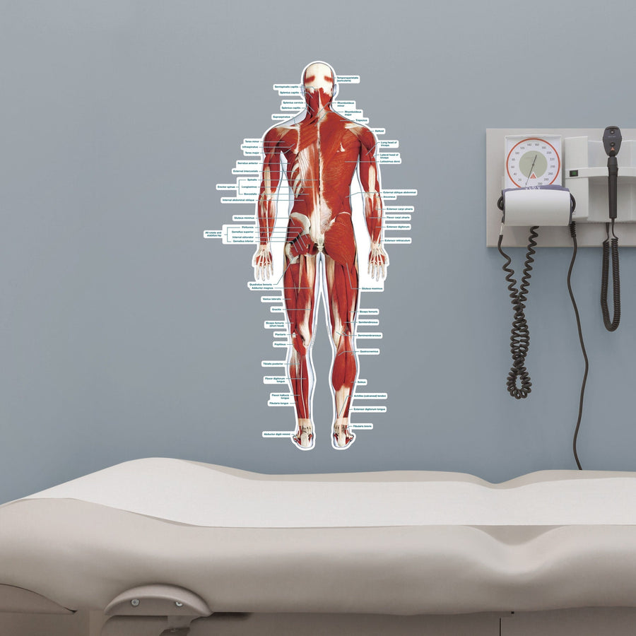 Body Part Chart: Muscular System Rear        -   Removable     Adhesive Decal