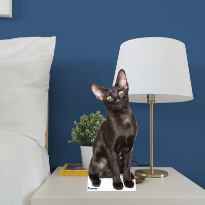 Animals:  Oriental Shorthair Cat  Mini   Cardstock Cutout  -      Stand Out