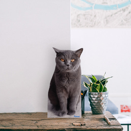 Animals:  British Shorthair Cat  Mini   Cardstock Cutout  -      Stand Out