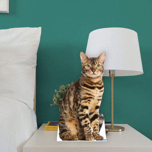Animals:  Bengal Cat  Mini   Cardstock Cutout  -      Stand Out