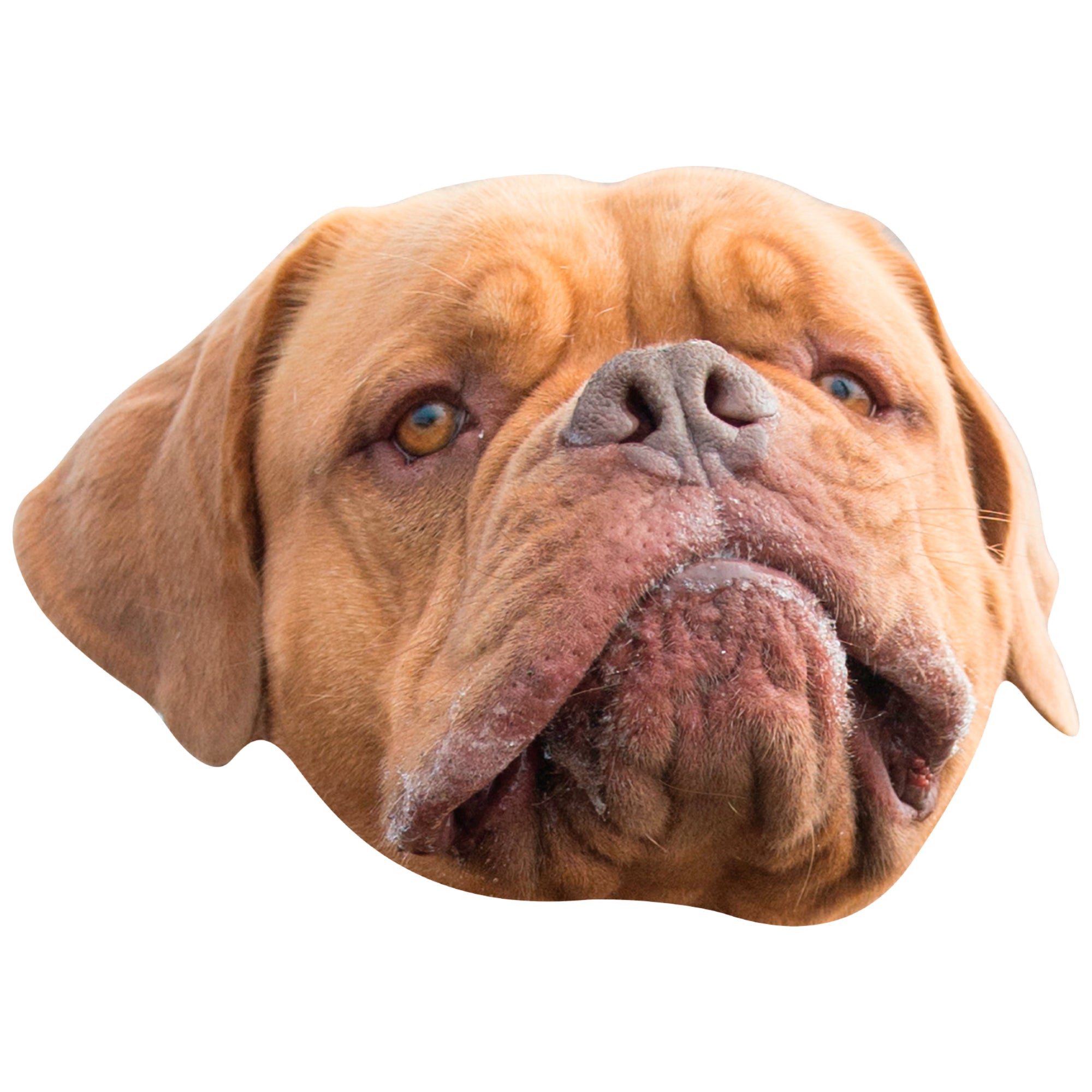 English best sale french mastiff