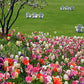 Tulips are just bursting into bloom on Mackinac Island - Officially Licensed Detroit News Framed Photo