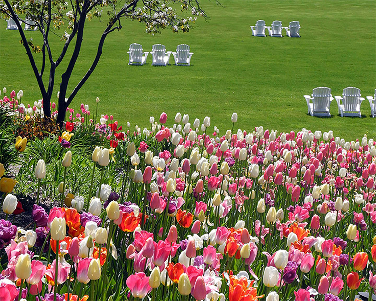 Tulips are just bursting into bloom on Mackinac Island - Officially Licensed Detroit News Puzzle